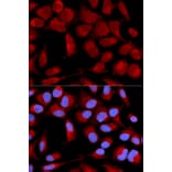 Immunofluorescence - PDHA1 Antibody from Signalway Antibody (32489) - Antibodies.com