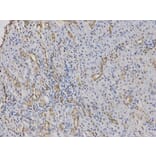 Immunohistochemistry - PADI4 Antibody from Signalway Antibody (32493) - Antibodies.com