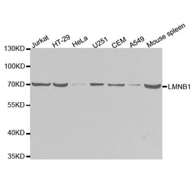 Western blot - LMNB1 Antibody from Signalway Antibody (32494) - Antibodies.com