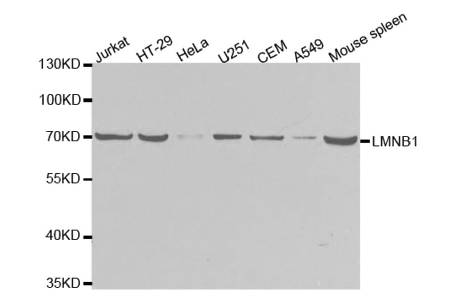 Western blot - LMNB1 Antibody from Signalway Antibody (32494) - Antibodies.com