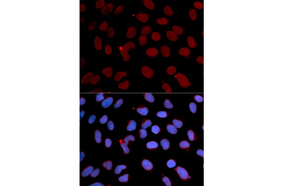 Immunofluorescence - LMNB1 Antibody from Signalway Antibody (32494) - Antibodies.com