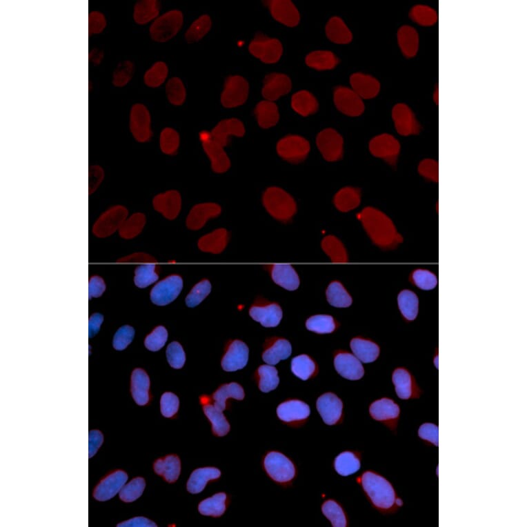 Immunofluorescence - LMNB1 Antibody from Signalway Antibody (32494) - Antibodies.com