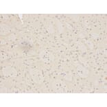 Immunohistochemistry - MNAT1 Antibody from Signalway Antibody (32496) - Antibodies.com