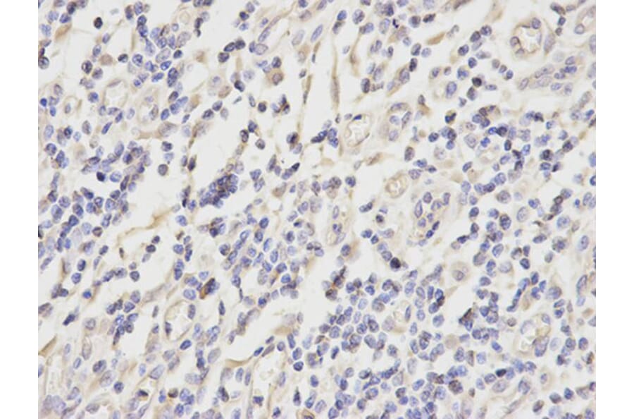 Immunohistochemistry - PRDX2 Antibody from Signalway Antibody (32497) - Antibodies.com