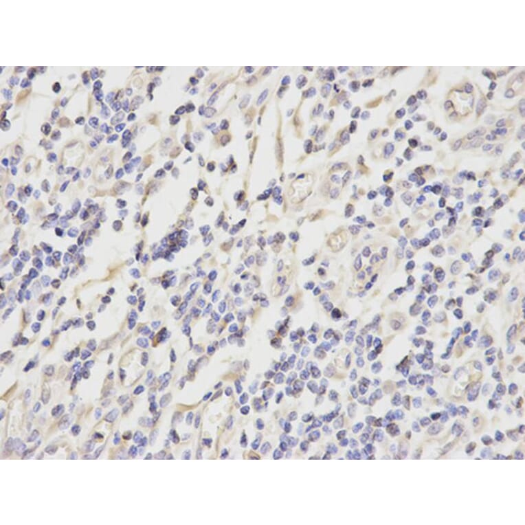 Immunohistochemistry - PRDX2 Antibody from Signalway Antibody (32497) - Antibodies.com