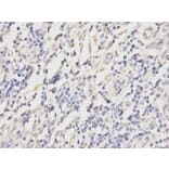 Immunohistochemistry - PRDX2 Antibody from Signalway Antibody (32497) - Antibodies.com
