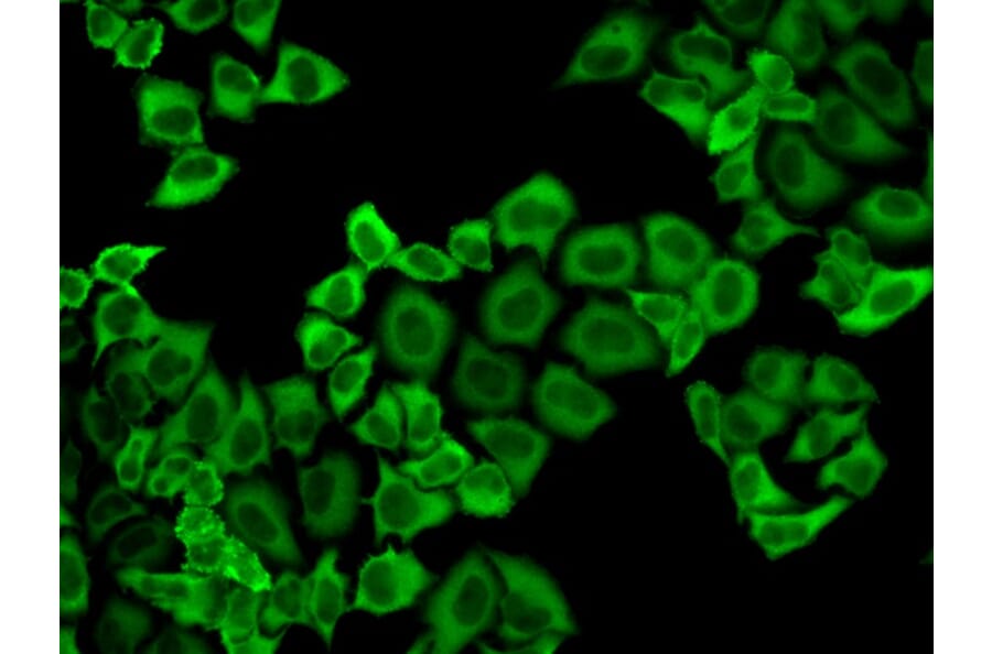 Immunofluorescence - PRDX2 Antibody from Signalway Antibody (32497) - Antibodies.com