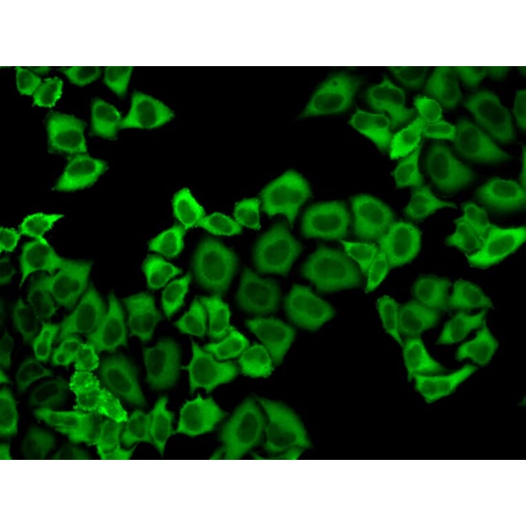 Immunofluorescence - PRDX2 Antibody from Signalway Antibody (32497) - Antibodies.com