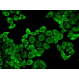 Immunofluorescence - PRDX2 Antibody from Signalway Antibody (32497) - Antibodies.com