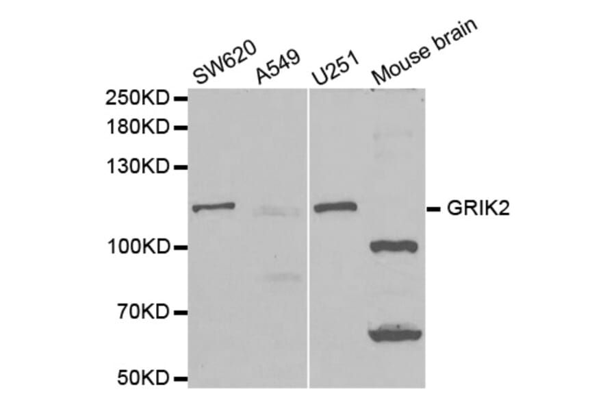 Western blot - GRIK2 Antibody from Signalway Antibody (32509) - Antibodies.com
