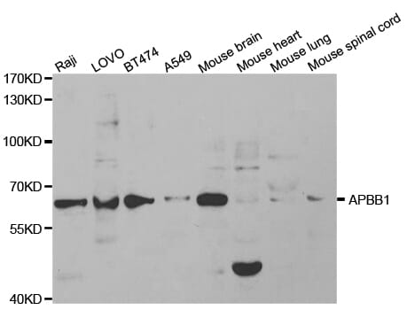 Western blot analysis of extracts of various cell lines, using APBB1 antibody.