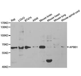 Western blot - APBB1 Antibody from Signalway Antibody (32511) - Antibodies.com
