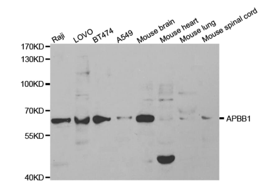 Western blot - APBB1 Antibody from Signalway Antibody (32511) - Antibodies.com