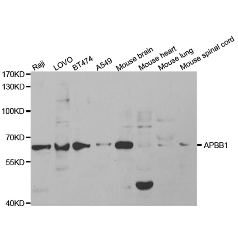 Western blot - APBB1 Antibody from Signalway Antibody (32511) - Antibodies.com