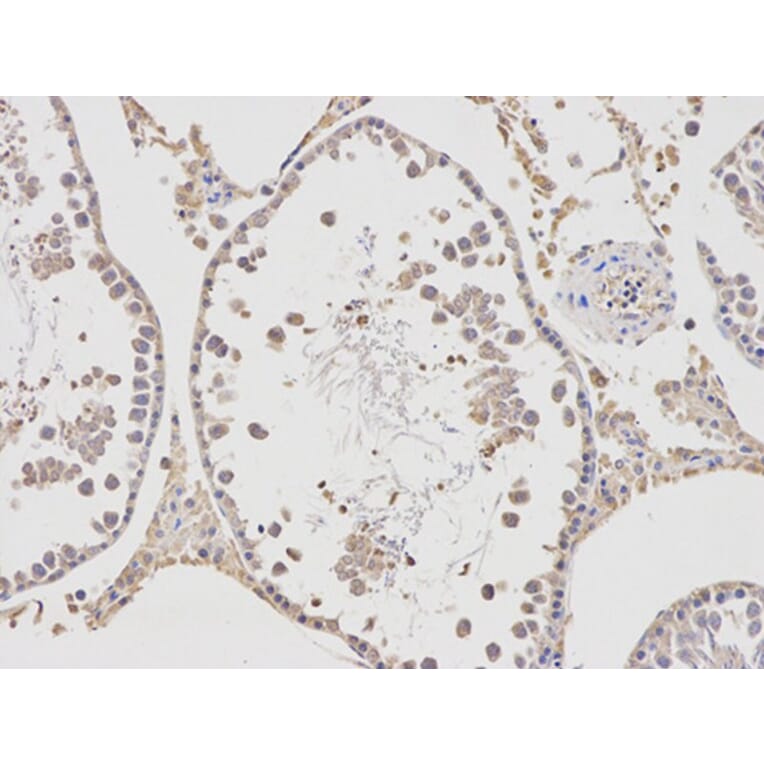 Immunohistochemistry - APBB1 Antibody from Signalway Antibody (32511) - Antibodies.com