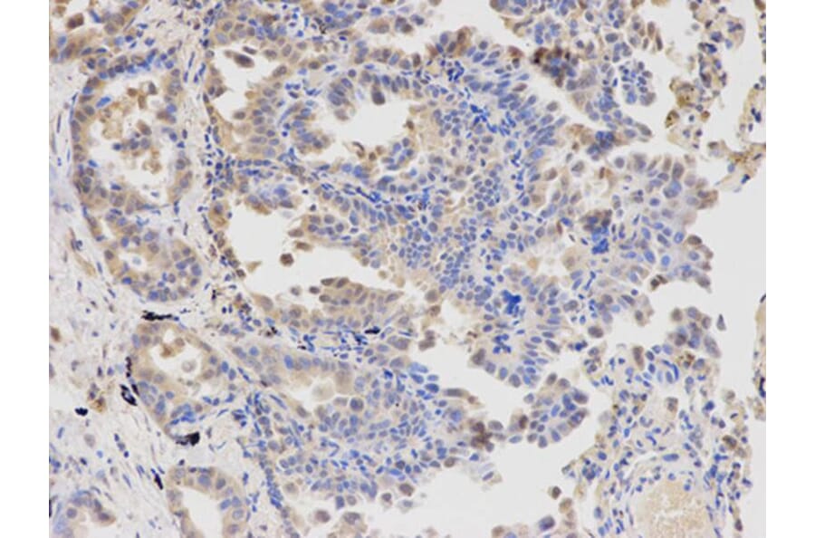 Immunohistochemistry - APBB1 Antibody from Signalway Antibody (32511) - Antibodies.com