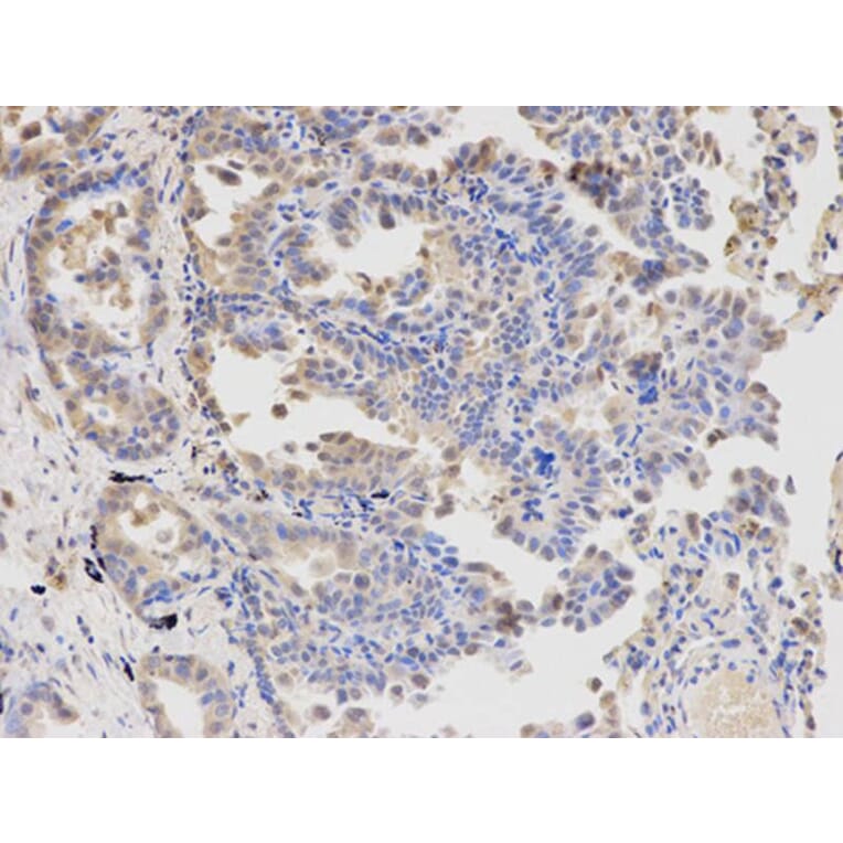 Immunohistochemistry - APBB1 Antibody from Signalway Antibody (32511) - Antibodies.com