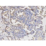Immunohistochemistry - APBB1 Antibody from Signalway Antibody (32511) - Antibodies.com