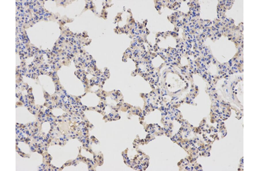 Immunohistochemistry - APBB1 Antibody from Signalway Antibody (32511) - Antibodies.com