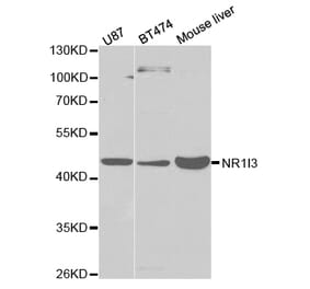 Western blot - NR1I3 Antibody from Signalway Antibody (32527) - Antibodies.com