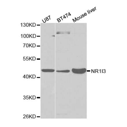 Western blot - NR1I3 Antibody from Signalway Antibody (32527) - Antibodies.com