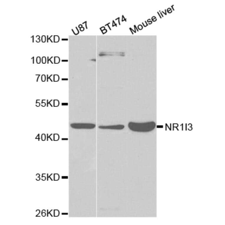 Western blot - NR1I3 Antibody from Signalway Antibody (32527) - Antibodies.com