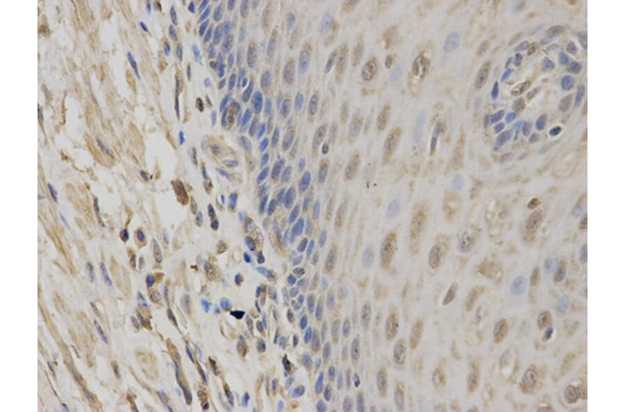 Immunohistochemistry - NR1I3 Antibody from Signalway Antibody (32527) - Antibodies.com