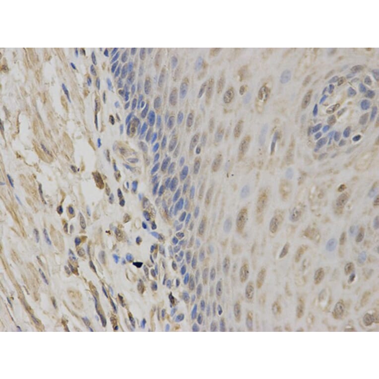 Immunohistochemistry - NR1I3 Antibody from Signalway Antibody (32527) - Antibodies.com