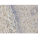 Immunohistochemistry - NR1I3 Antibody from Signalway Antibody (32527) - Antibodies.com