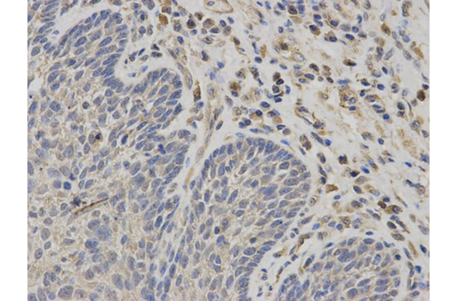 Immunohistochemistry - NR1I3 Antibody from Signalway Antibody (32527) - Antibodies.com