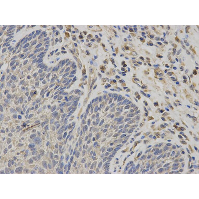 Immunohistochemistry - NR1I3 Antibody from Signalway Antibody (32527) - Antibodies.com