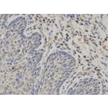 Immunohistochemistry - NR1I3 Antibody from Signalway Antibody (32527) - Antibodies.com