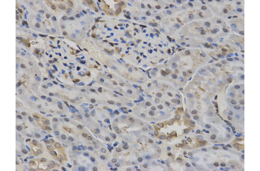 Immunohistochemistry - NR1I3 Antibody from Signalway Antibody (32527) - Antibodies.com