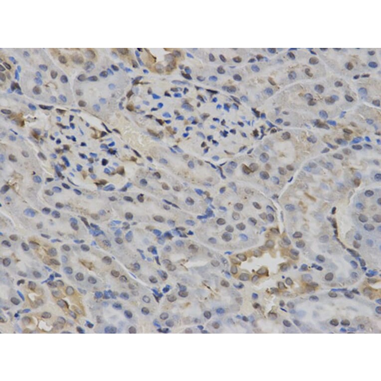 Immunohistochemistry - NR1I3 Antibody from Signalway Antibody (32527) - Antibodies.com