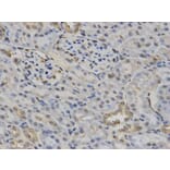 Immunohistochemistry - NR1I3 Antibody from Signalway Antibody (32527) - Antibodies.com