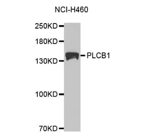 Western blot - PLCB1 Antibody from Signalway Antibody (32528) - Antibodies.com