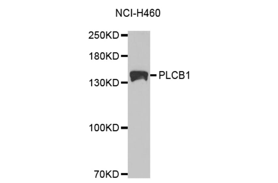 Western blot - PLCB1 Antibody from Signalway Antibody (32528) - Antibodies.com