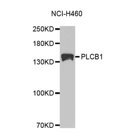 Western blot - PLCB1 Antibody from Signalway Antibody (32528) - Antibodies.com