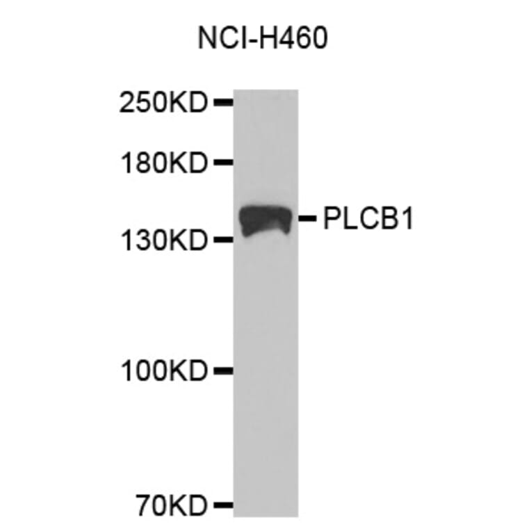Western blot - PLCB1 Antibody from Signalway Antibody (32528) - Antibodies.com