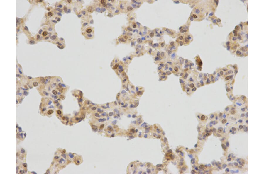 Immunohistochemistry - PLCB1 Antibody from Signalway Antibody (32528) - Antibodies.com