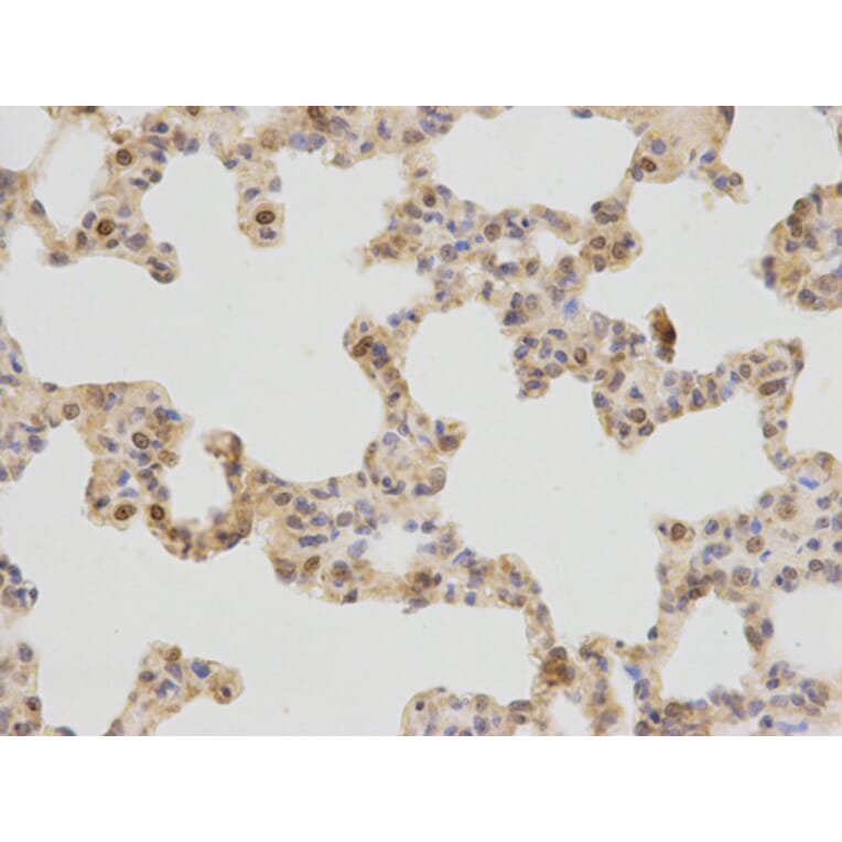 Immunohistochemistry - PLCB1 Antibody from Signalway Antibody (32528) - Antibodies.com