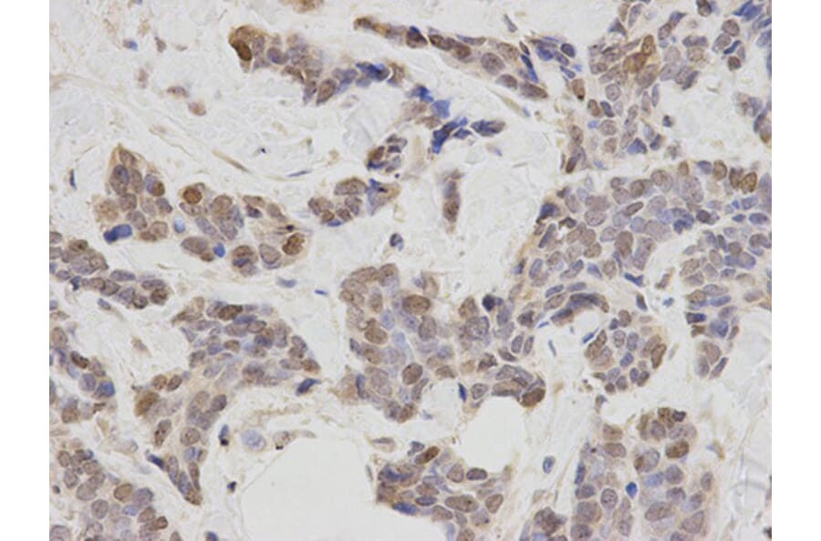 Immunohistochemistry - PLCB1 Antibody from Signalway Antibody (32528) - Antibodies.com