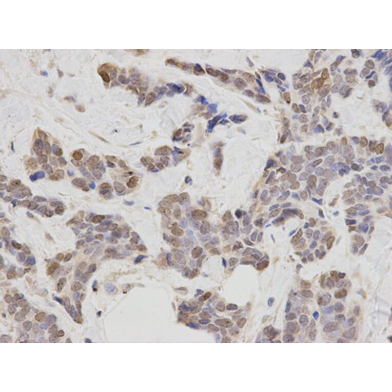 Immunohistochemistry - PLCB1 Antibody from Signalway Antibody (32528) - Antibodies.com