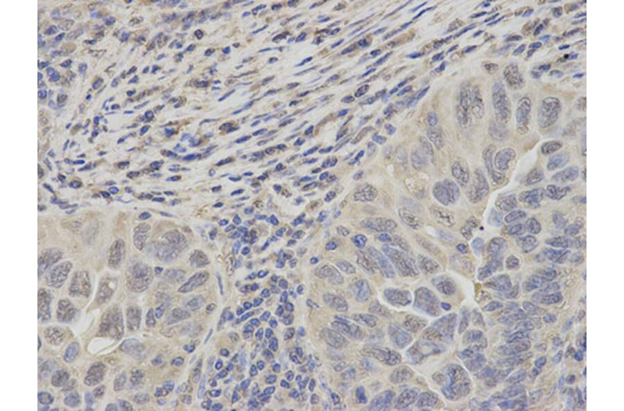 Immunohistochemistry - PSMC2 Antibody from Signalway Antibody (32536) - Antibodies.com