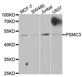 Western blot - PSMC3 Antibody from Signalway Antibody (32537) - Antibodies.com
