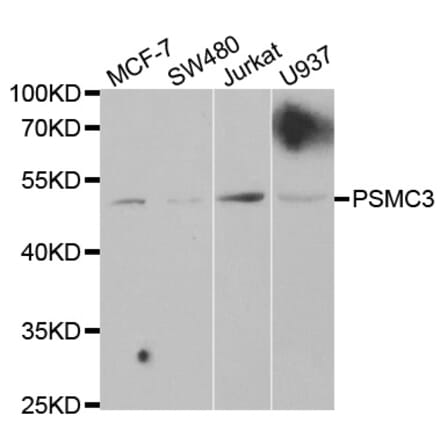 Western blot - PSMC3 Antibody from Signalway Antibody (32537) - Antibodies.com