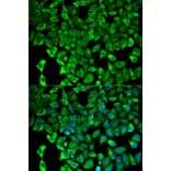 Immunofluorescence - PSMD2 Antibody from Signalway Antibody (32544) - Antibodies.com