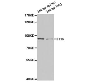 Western blot - IFI16 Antibody from Signalway Antibody (32549) - Antibodies.com