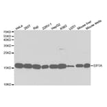 Western blot - EIF5A Antibody from Signalway Antibody (32552) - Antibodies.com