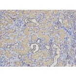 Immunohistochemistry - EIF5A Antibody from Signalway Antibody (32552) - Antibodies.com